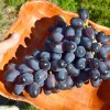 ETALON bare-root grafted table grapevine