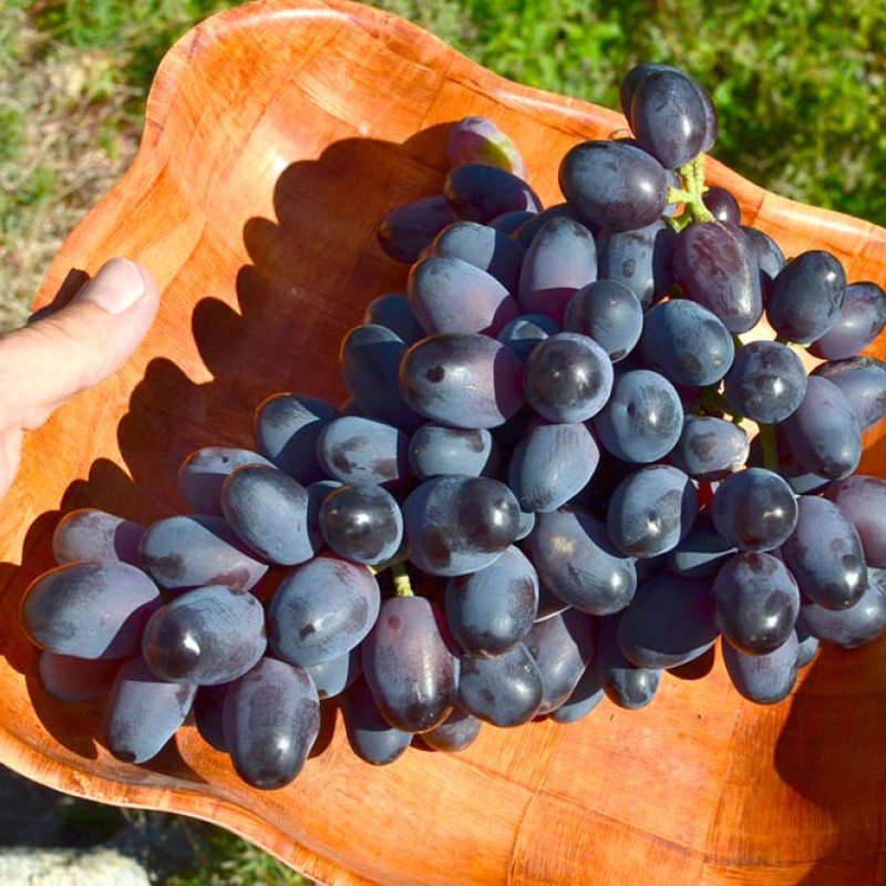 ETALON bare-root grafted table grapevine