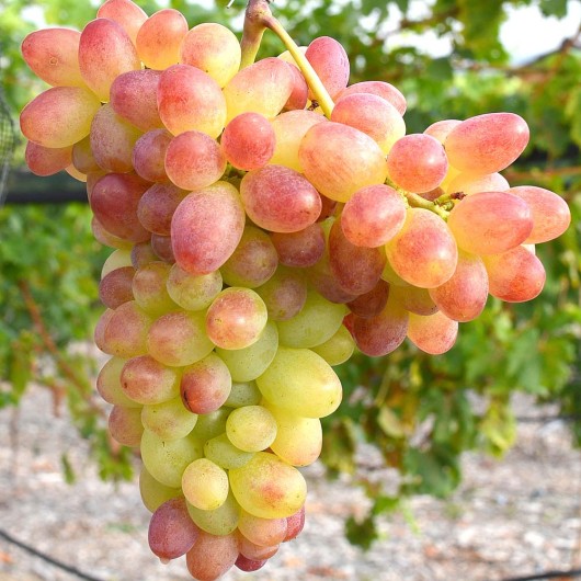 FANTAZIJA AZOS rezistentný stolový vinič