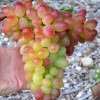 FANTASIA AZOS container grown grape vine