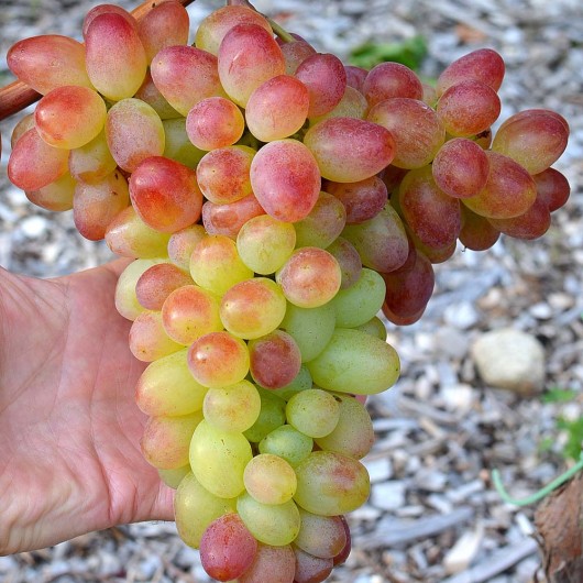 FANTAZIJA AZOS rezistentný stolový vinič