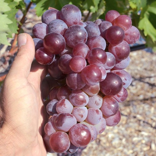 Festinois, synonymum Vineland 68.021