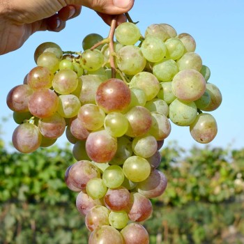 FLAMINGO rezistentný stolový vinič