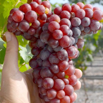 GLAŠA rezistentný stolový vinič