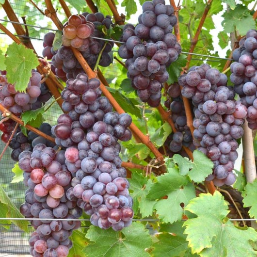 GLAŠA rezistentný stolový vinič