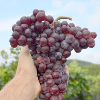 GLAŠA rezistentný stolový vinič