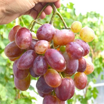 GRAF MONTE CHRISTO rezistentný stolový vinič