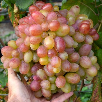 Gurman rezistentný stolový vinič