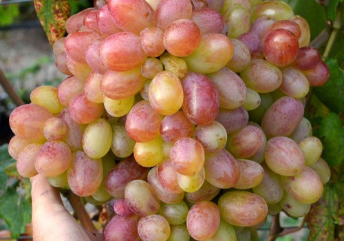 Degustačné hodnotenie stolových odrôd viniča