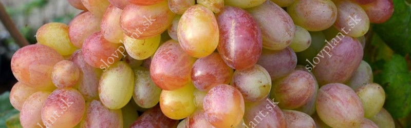 Tasting evaluation of table grape varieties