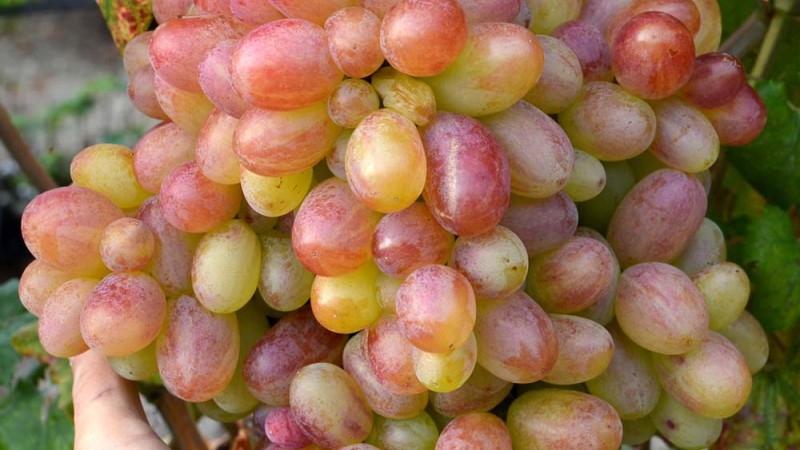 Tasting evaluation of table grape varieties