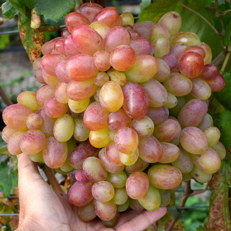 Gurman Table Grape Vine