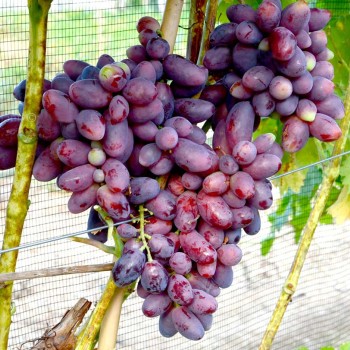 IZJUMINKA rezistentný stolový vinič