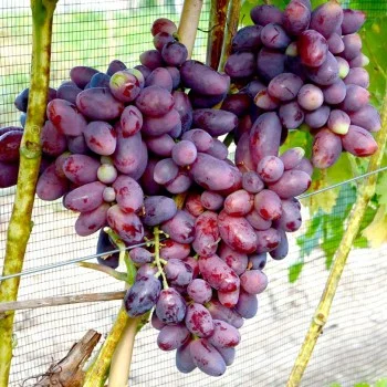 Very Early Ripening Pink and Red Table Grapes