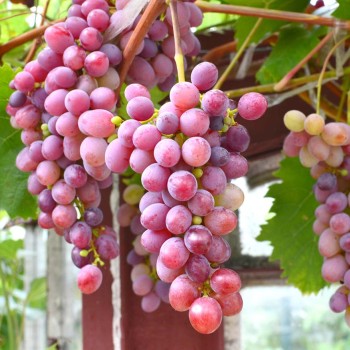 JUBILEJ CHERSONSKOVO DAČNIKA rezistentný stolový vinič