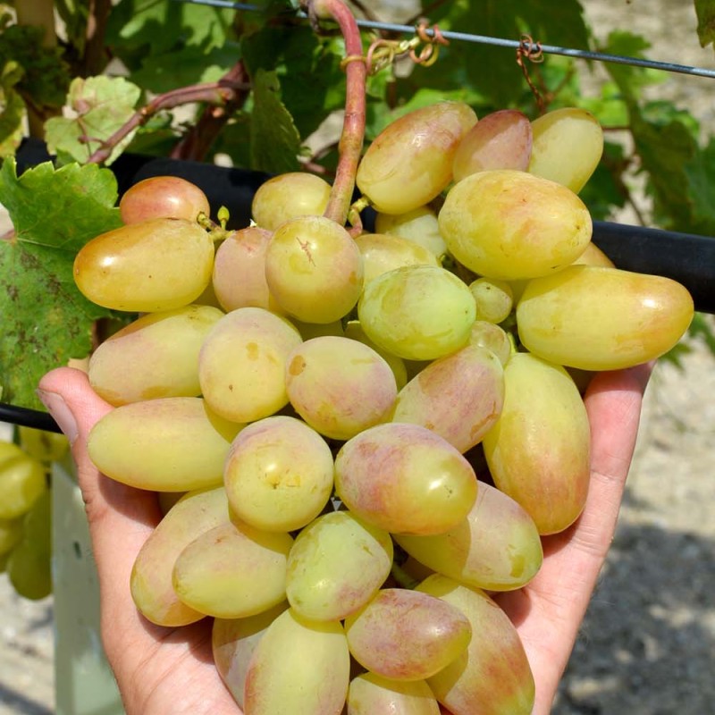 YUBILEY KOSTRIKIN Table Grape Vine