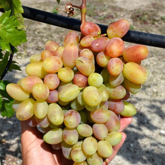 JUBILEJ NOWOTSCHERKASKA Tafeltraube