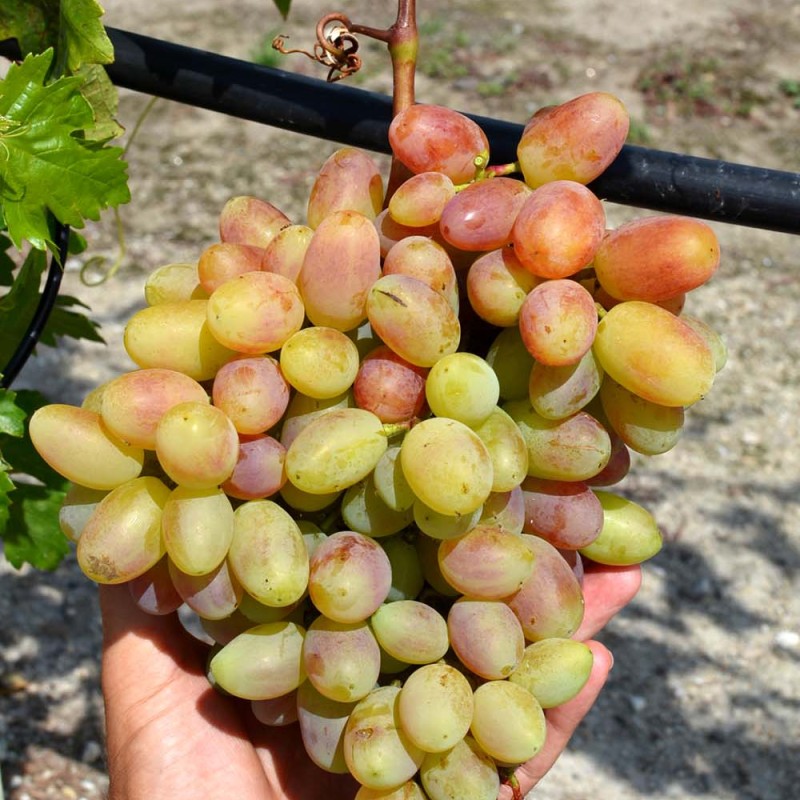 YUBILEY NOVOCHERKASK container grown grape vine