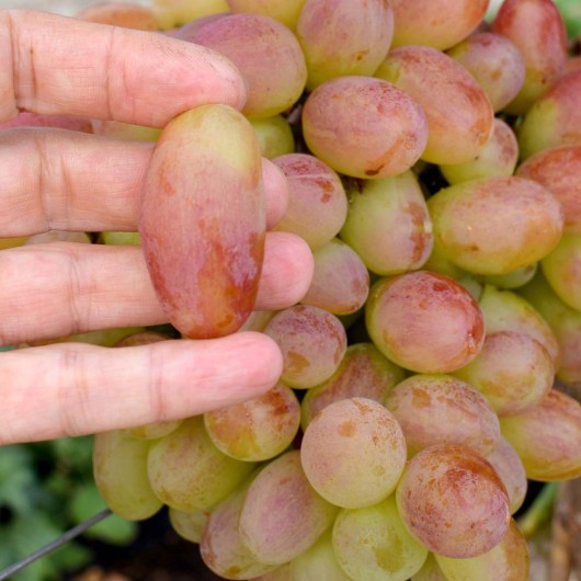 JUBILEJ NOWOTSCHERKASKA Tafeltraube