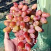 JULIAN container grown grape vine