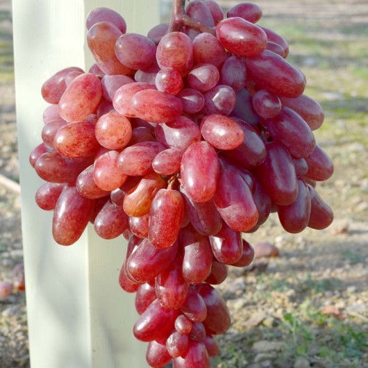 JULIAN rezistentné stolové hrozno