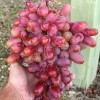 JULIAN container grown grape vine