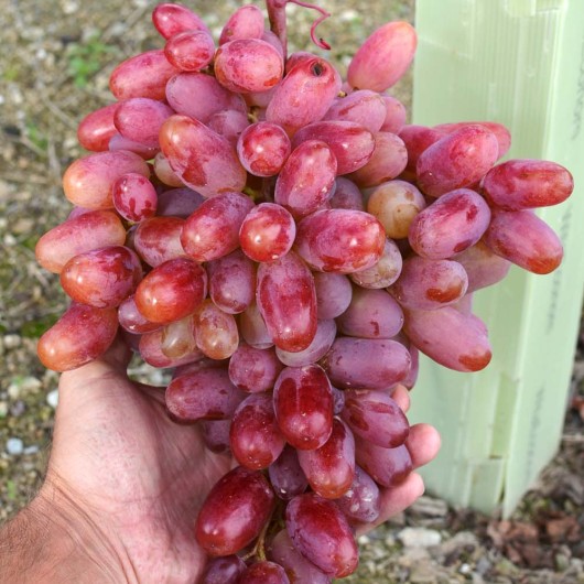 JULIAN rezistentné stolové hrozno