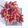 JULIAN container grown grape vine