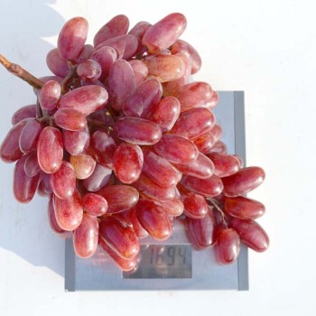 JULIAN rezistentné stolové hrozno