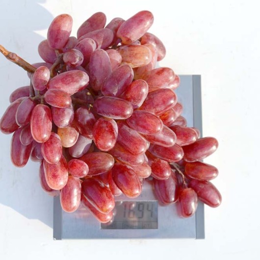 JULIAN rezistentné stolové hrozno