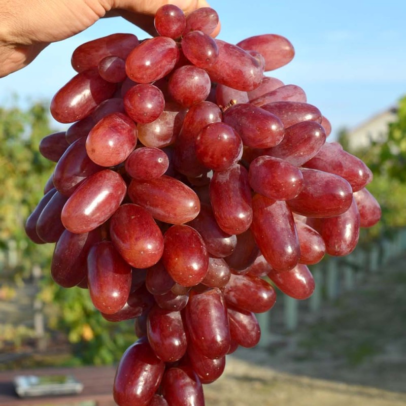 JULIAN container grown grape vine