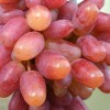 JULIAN container grown grape vine