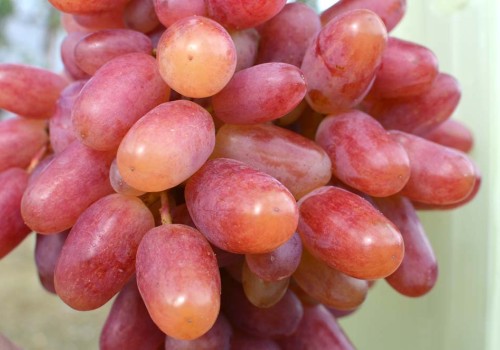 Z histórie šľachtenia rezistentných odrôd viniča