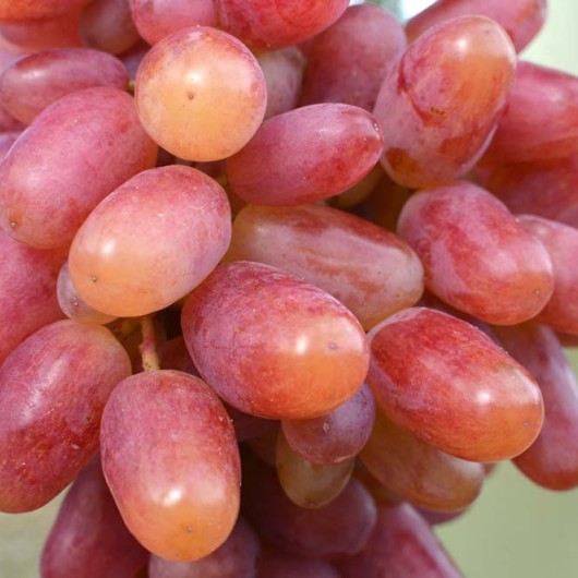 JULIAN rezistentné stolové hrozno