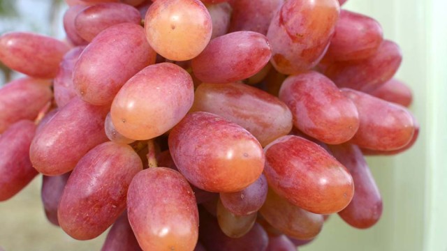 Z histórie šľachtenia rezistentných odrôd viniča