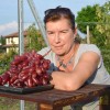 JULIAN container grown grape vine