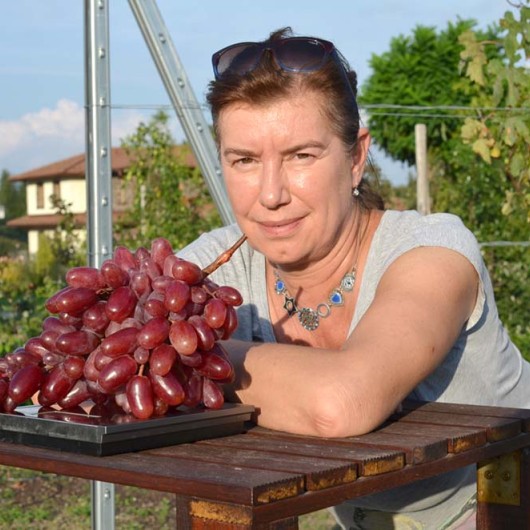 JULIAN rezistentné stolové hrozno