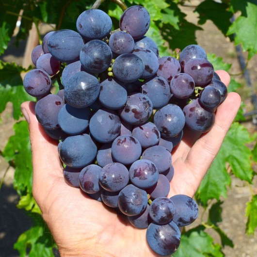 KARDINAL USTOJČIVYJ rezistentný stolový vinič