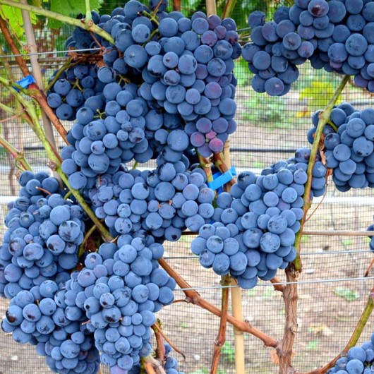 KARDINAL USTOJČIVYJ rezistentný stolový vinič