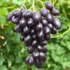KATALONIA bare-root grafted table grapevine