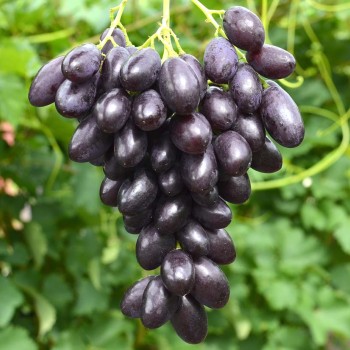 KATALONIA rezistentné stolové hrozno