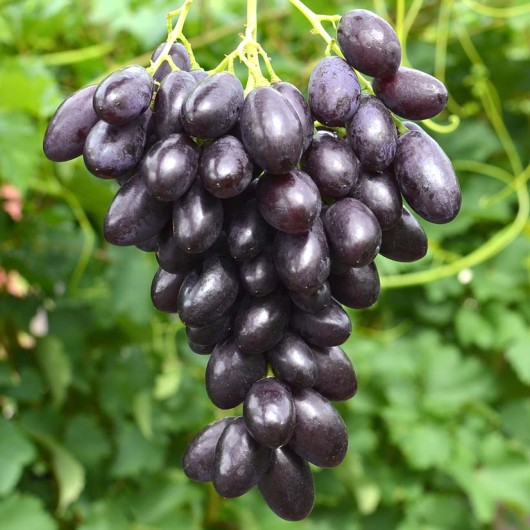 KATALONIA Tafeltraube