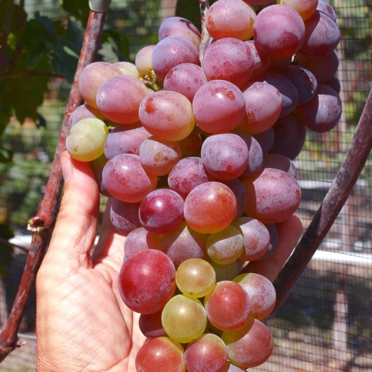 KING RUBI USTOITSCHIWY Tafeltraube