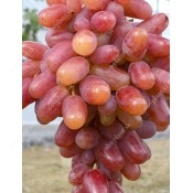 Late Season Pink and Red Table Grapes
