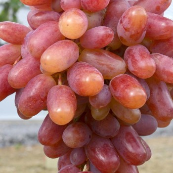 KLEOPATRA rezistentný stolový vinič