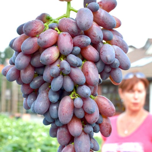 KRASOTKA Tafeltraube