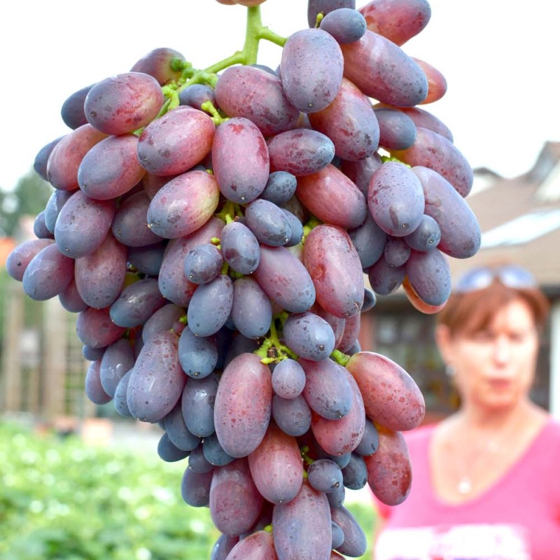 KRASOTKA Table Grape Vine