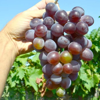 Kriuljanskij rezistentné stolové hrozno