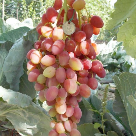 KSENIA rezistentný stolový vinič