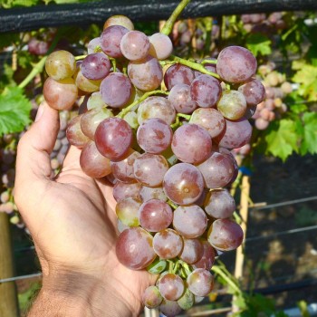 Lazurjevyj rezistentný stolový vinič